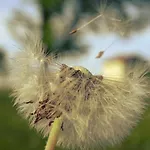 Sunnhof *