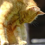 Κατάλυμα σε φάρμα Sunnhof