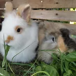 Sunnhof Κατάλυμα σε φάρμα