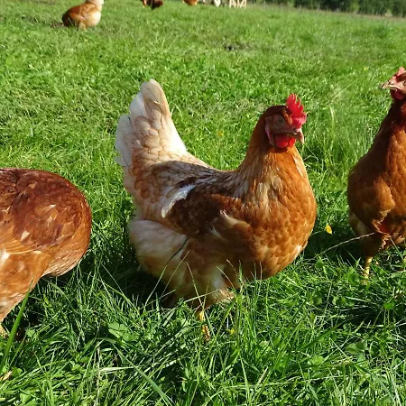 Farmház Sunnhof Oberhofen am Irrsee