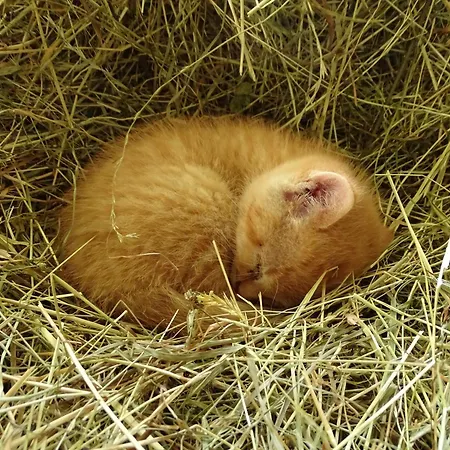 Sunnhof * Oberhofen am Irrsee