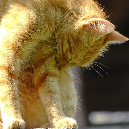 Alojamento de Turismo Rural Sunnhof