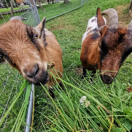 Sunnhof Oberhofen am Irrsee