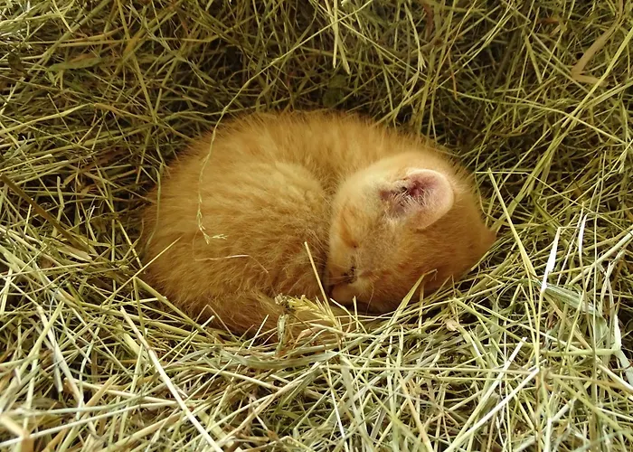 Sunnhof * Oberhofen am Irrsee