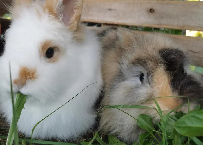 Sunnhof Alojamento de Turismo Rural