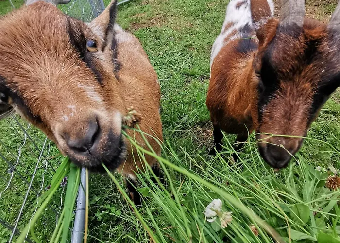 Sunnhof Oberhofen am Irrsee