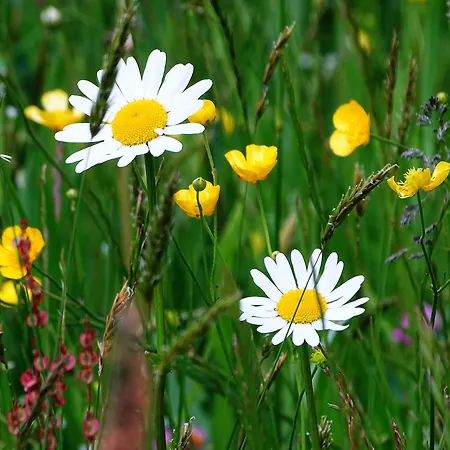 בית חווה Sunnhof