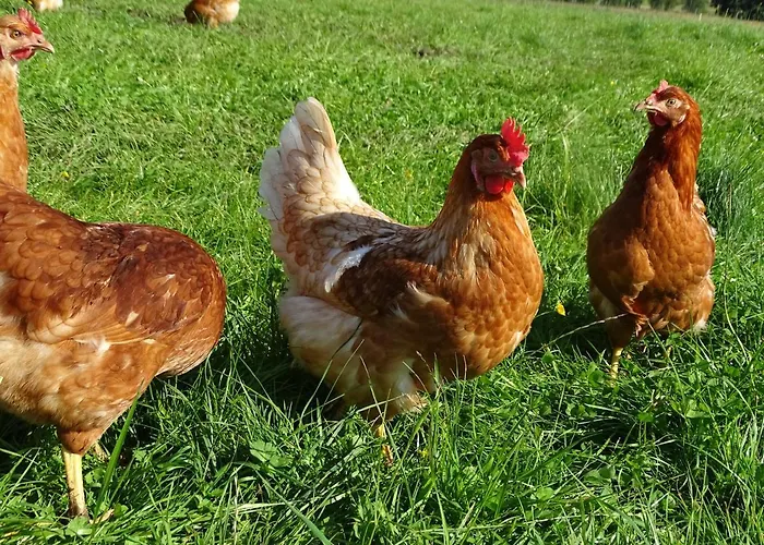 Фермерский дом Sunnhof Oberhofen am Irrsee